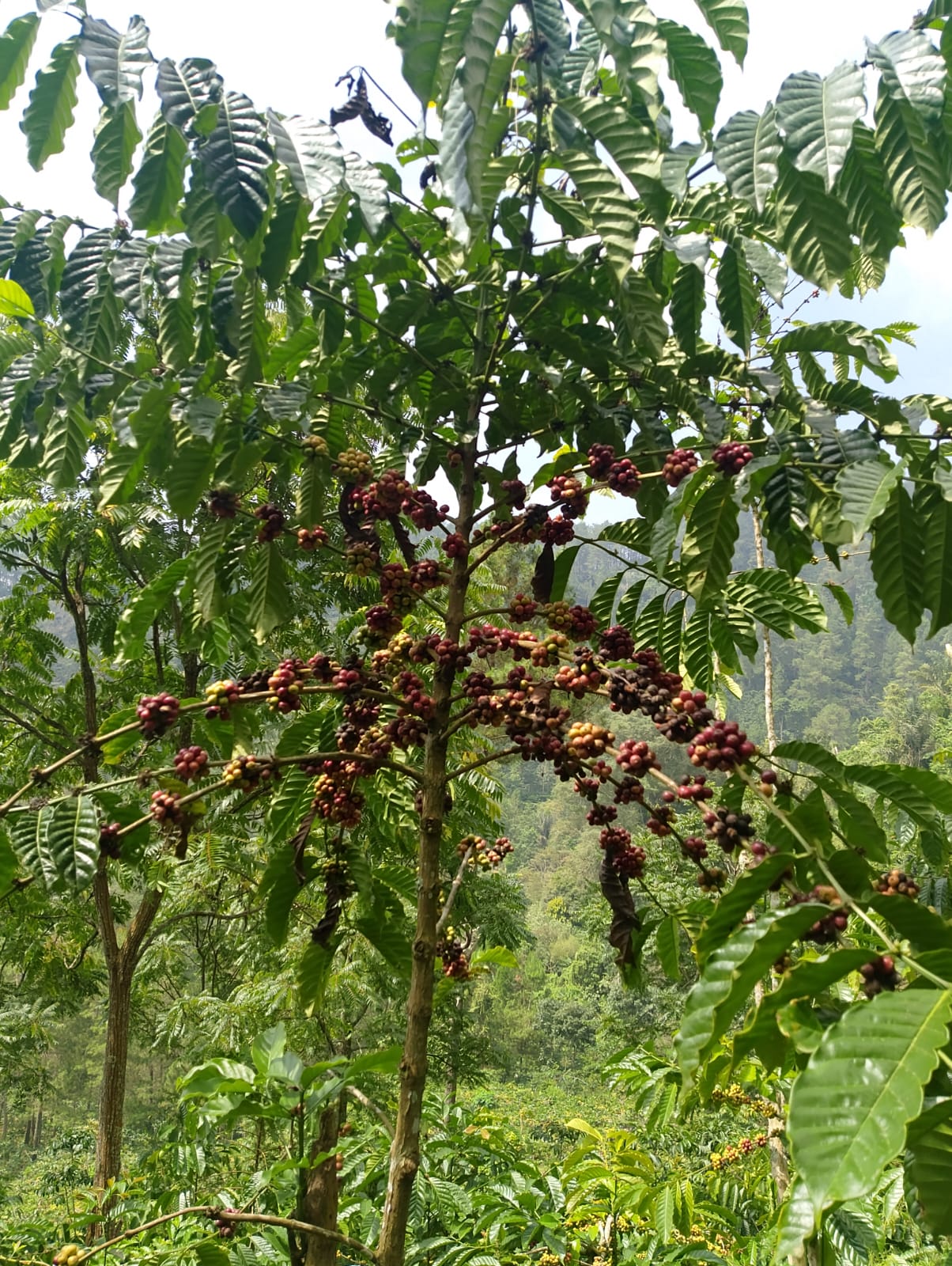 Tanaman Kopi Sebagai Penghasil...