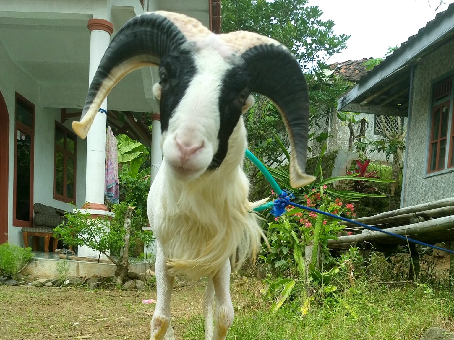 Desa Mandiri : Optimalisasi Potensi Ternak Domba